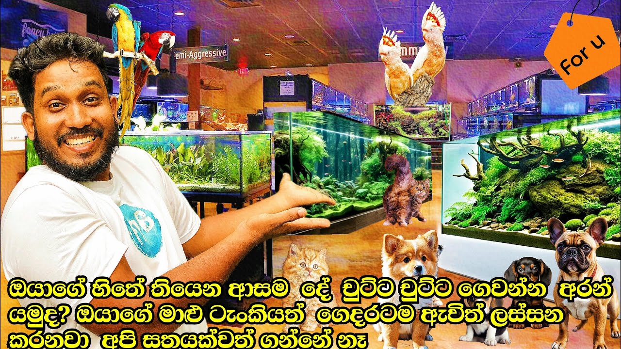 ලංකාවටම එකයි | අපි ගෙදරටම ඇවිත් ටැංකි free setup කරලා දෙනවා සල්ලි නැත්නමි හැමදෙම ගෙවන්නත් දෙනවා 🙀😍