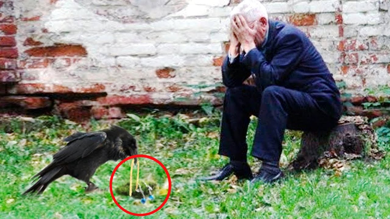 Человек разрыдался, увидев, что принес ему ворон