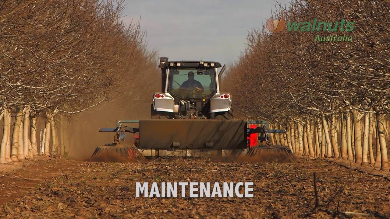 Walnuts Aust General 2015 1