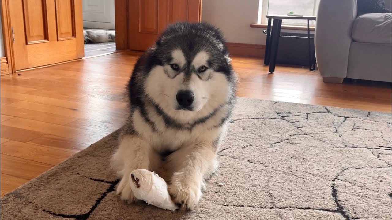 Guilty Dog Caught Red Handed! (He's So Cute Though!!)