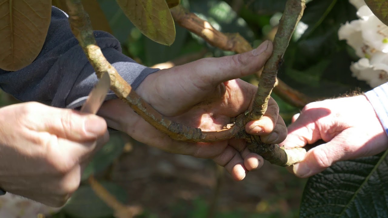 How to propagate a Rhododendron by layering