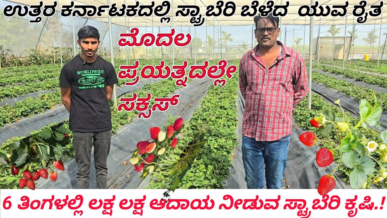 ಉತ್ತರ ಕರ್ನಾಟಕದಲ್ಲಿ ಸ್ಟ್ರಾಬೆರಿ ಬೆಳೆದ ಯುವ ರೈತ.
