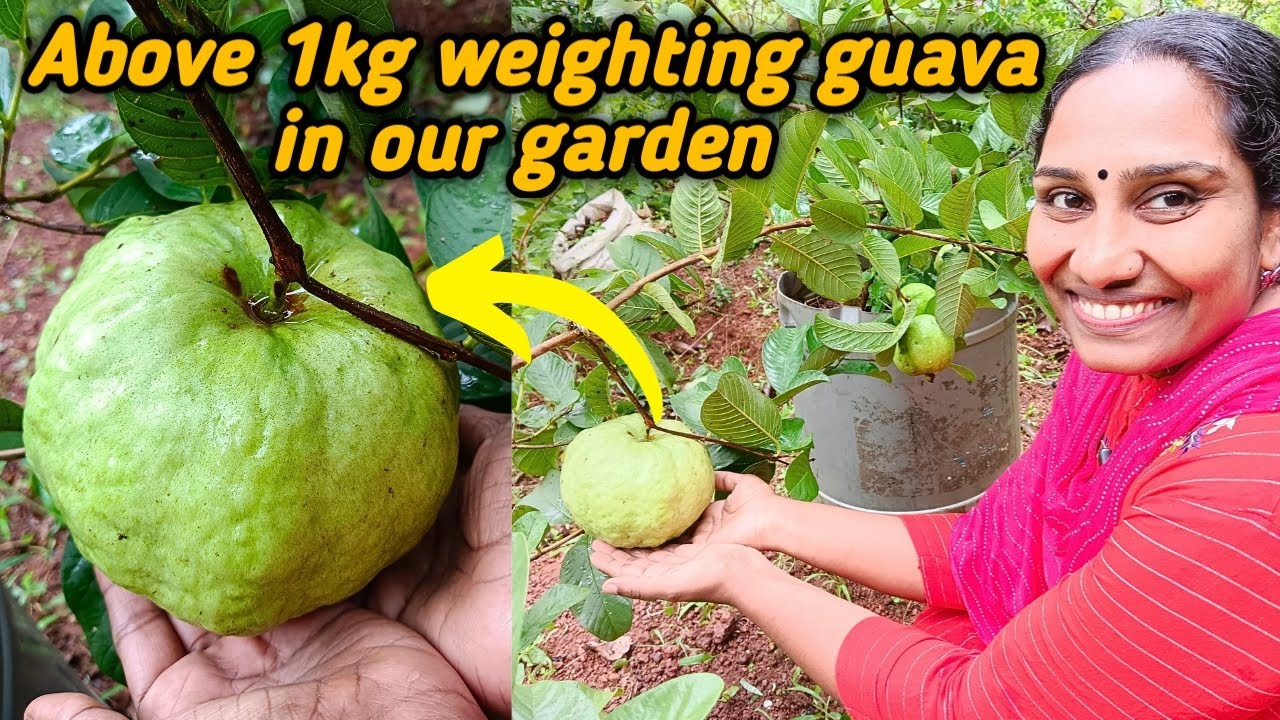 ഒരു കിലോയിലധികം വലിപ്പമുള്ള പേരക്ക || Above 1kg weighting guava in our garden @VidhasWorld