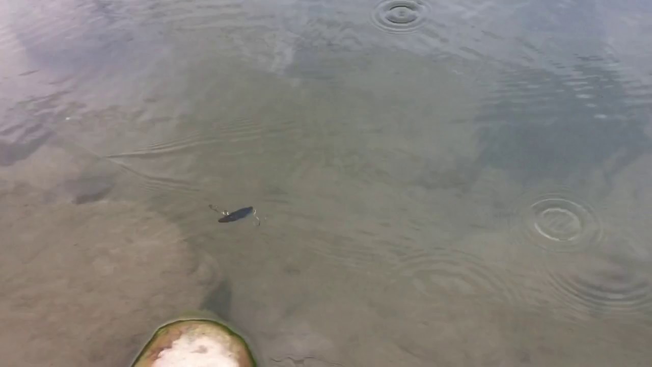 Sasaki 貓眼 迷你顫泳 VIB 遠投沉水波爬 黑鱸 烏溜 吳郭 呆呆一口吞 Cat Eye Lipless Crankbait【敬多路亞 Jindo Lure】