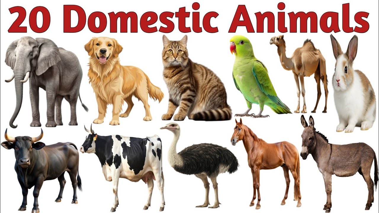 DOMESTIC Animals || पालतू जानवरों के नाम | animals name in Hindi and English | english Vocubalary 