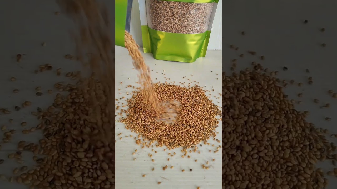 Proso Millet Seeds