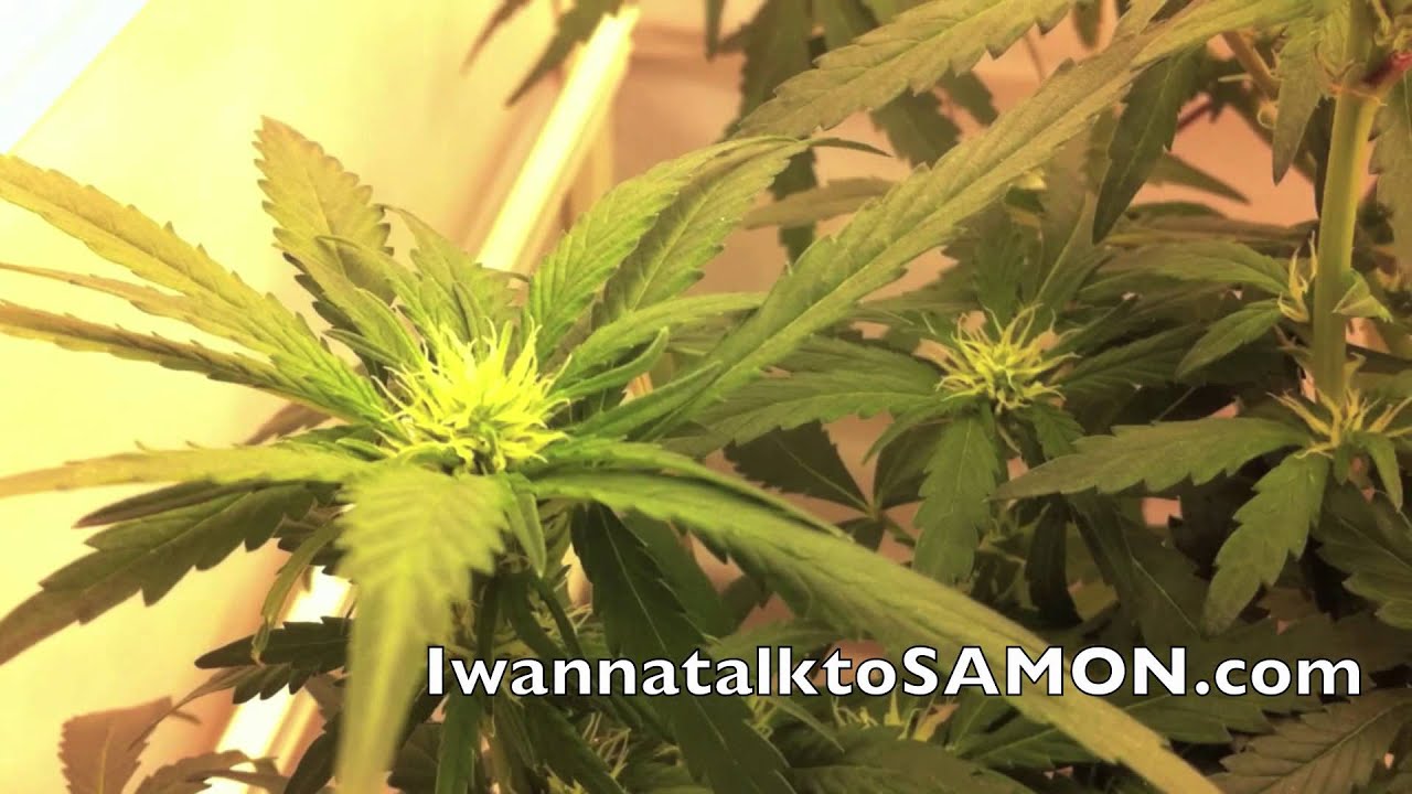 Kiwi Skunk Day 24 of Flowering