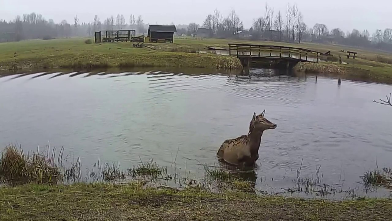 Polowanie na jelenia - Agroturystyka Relax