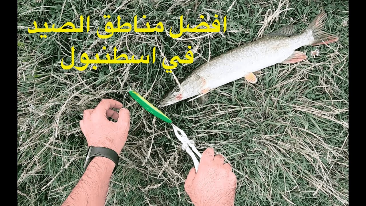 افضل مناطق اسطنبول لصيد اسماك الرمح ..turna avi .. همام الطائي سفاري