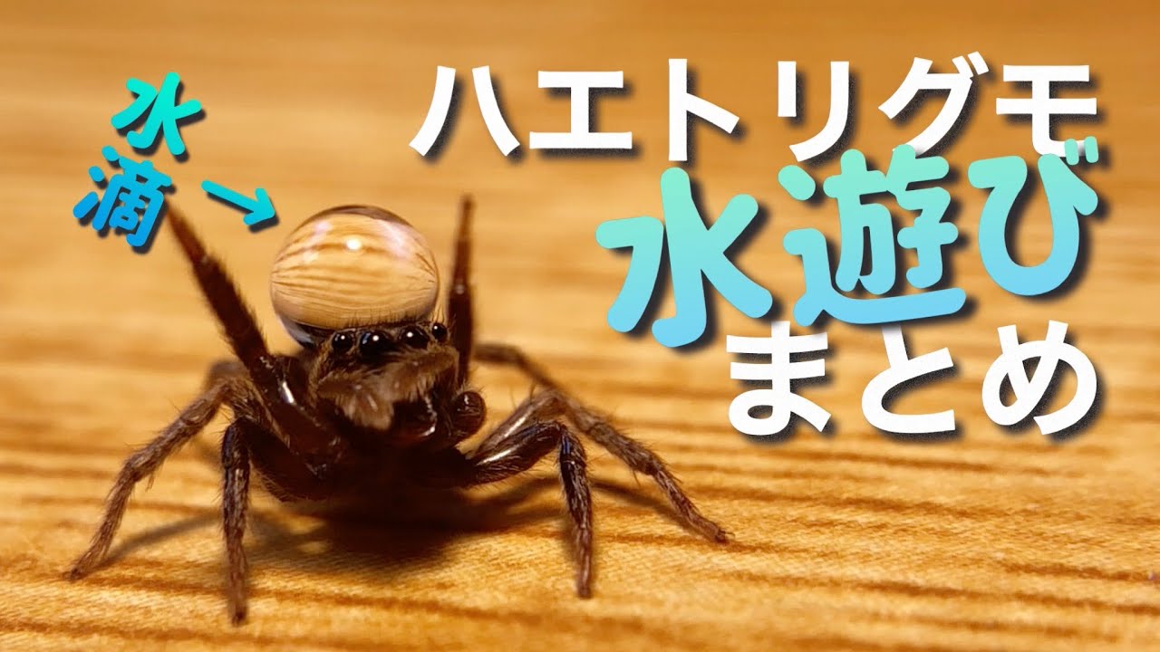 ハエトリグモの激かわシーンまとめ集！水遊び編！　Jumping spider water play scene summary collection!