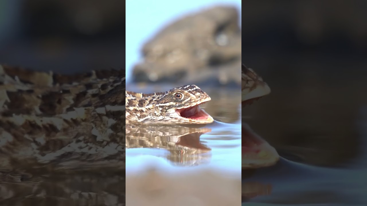 LAGARTIJA ESPINOSA - FAUNA DEL ESPINAL BONAERENSE #animales #reptiles #naturaleza #wildlife   #wild