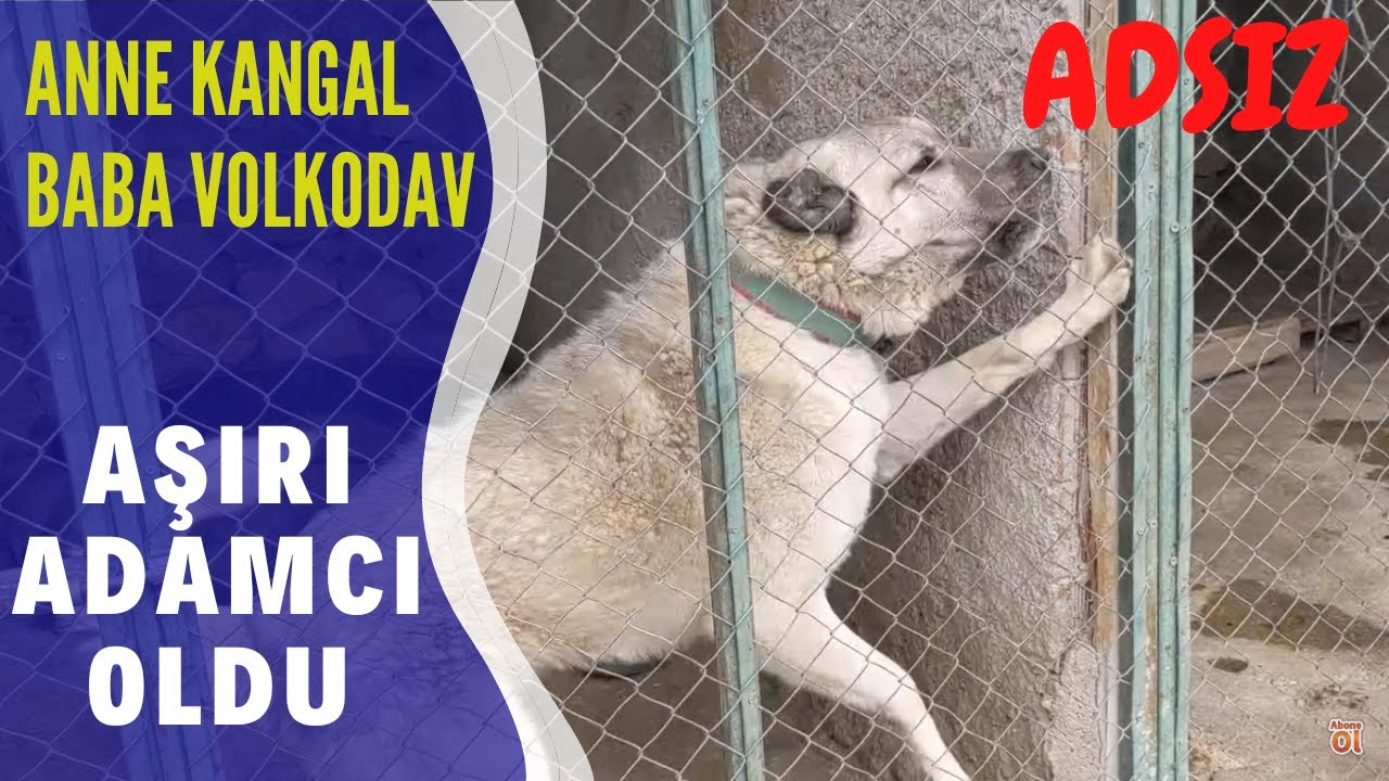 ADSIZ ANNESİNE &Ccedil;EKTİ AŞIRI ADAMCI OLDU / LADY DOĞUM YAPTI / KREŞİMİZİ KURDUK SAYILIR