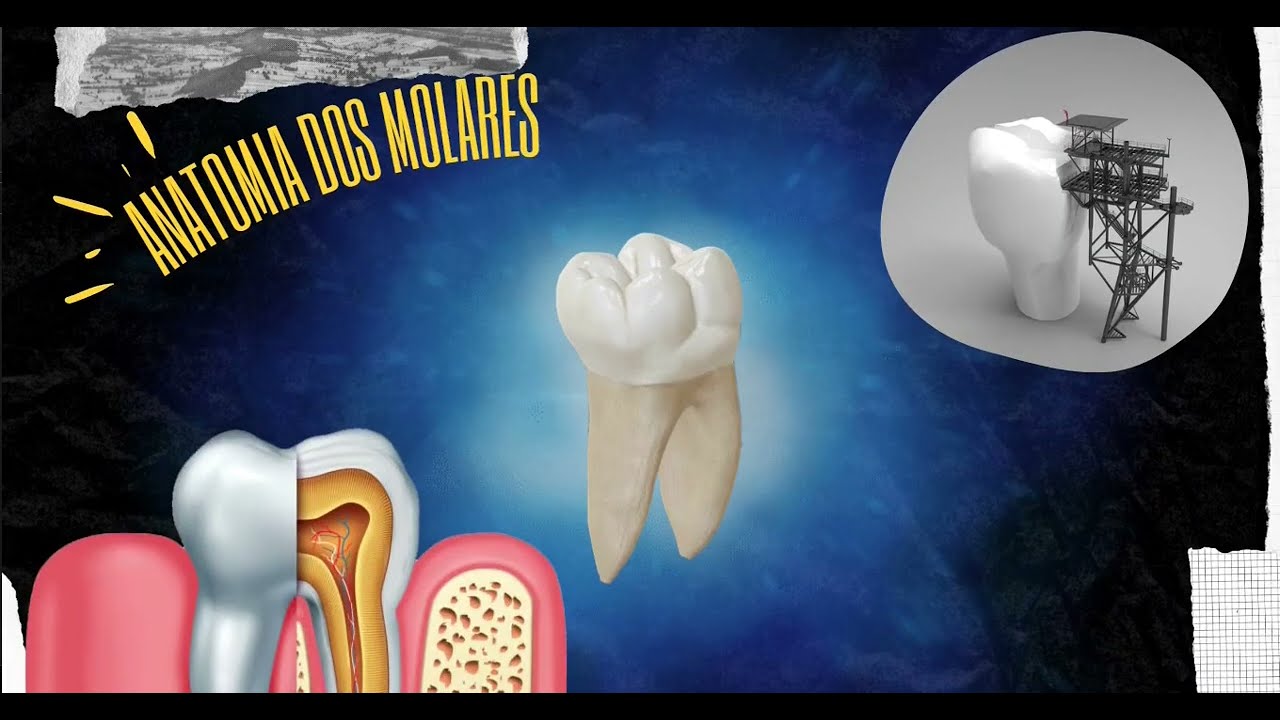 Anatomia dos Molares (Antomia Dental)