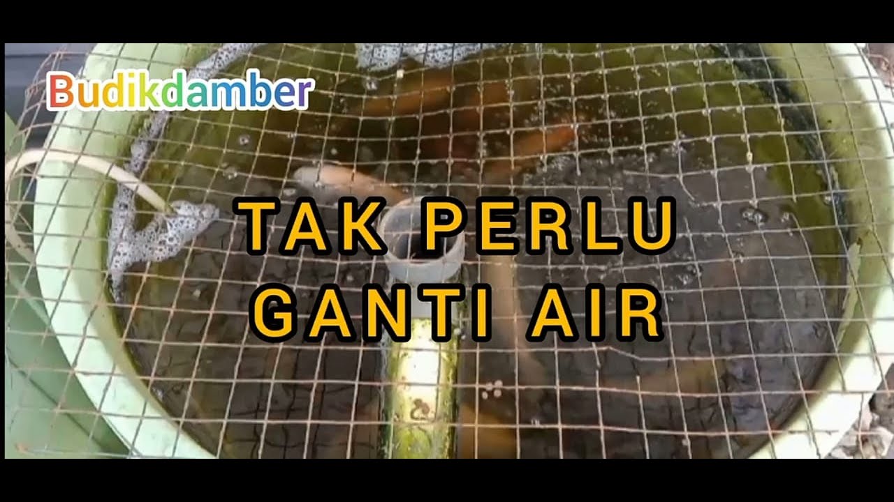 Budidaya Ikan Nila Dalam Ember (Budikdamber) Sistem RAS Tanpa Mengganti Air