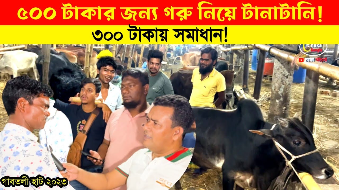 ৫০০ টাকার জন্য গরু নিয়ে টানাটানি ৩০০ টাকায় সমাধান! সুখ চান! cow price