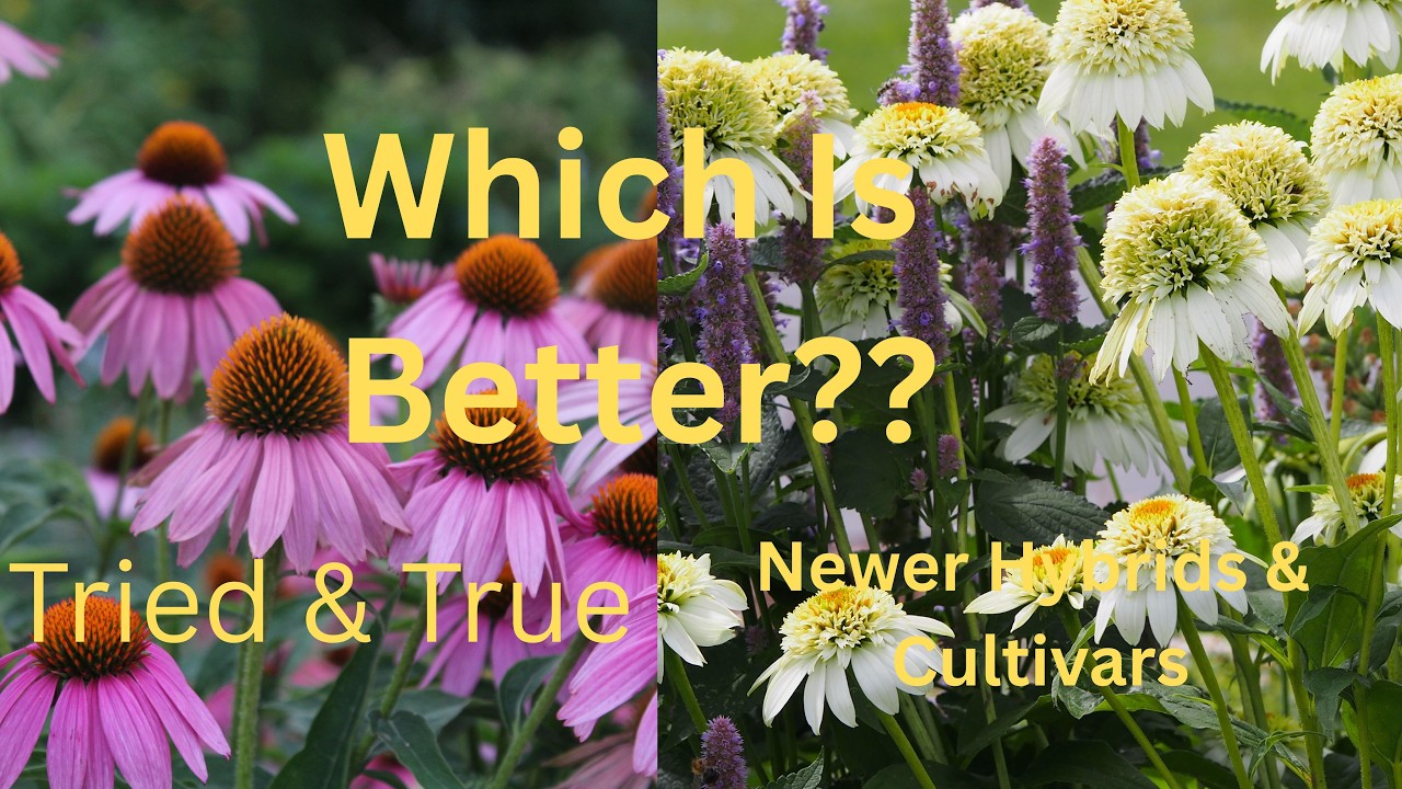 Действительно ли проверенные временем растения лучше новых? (Отредактировано)