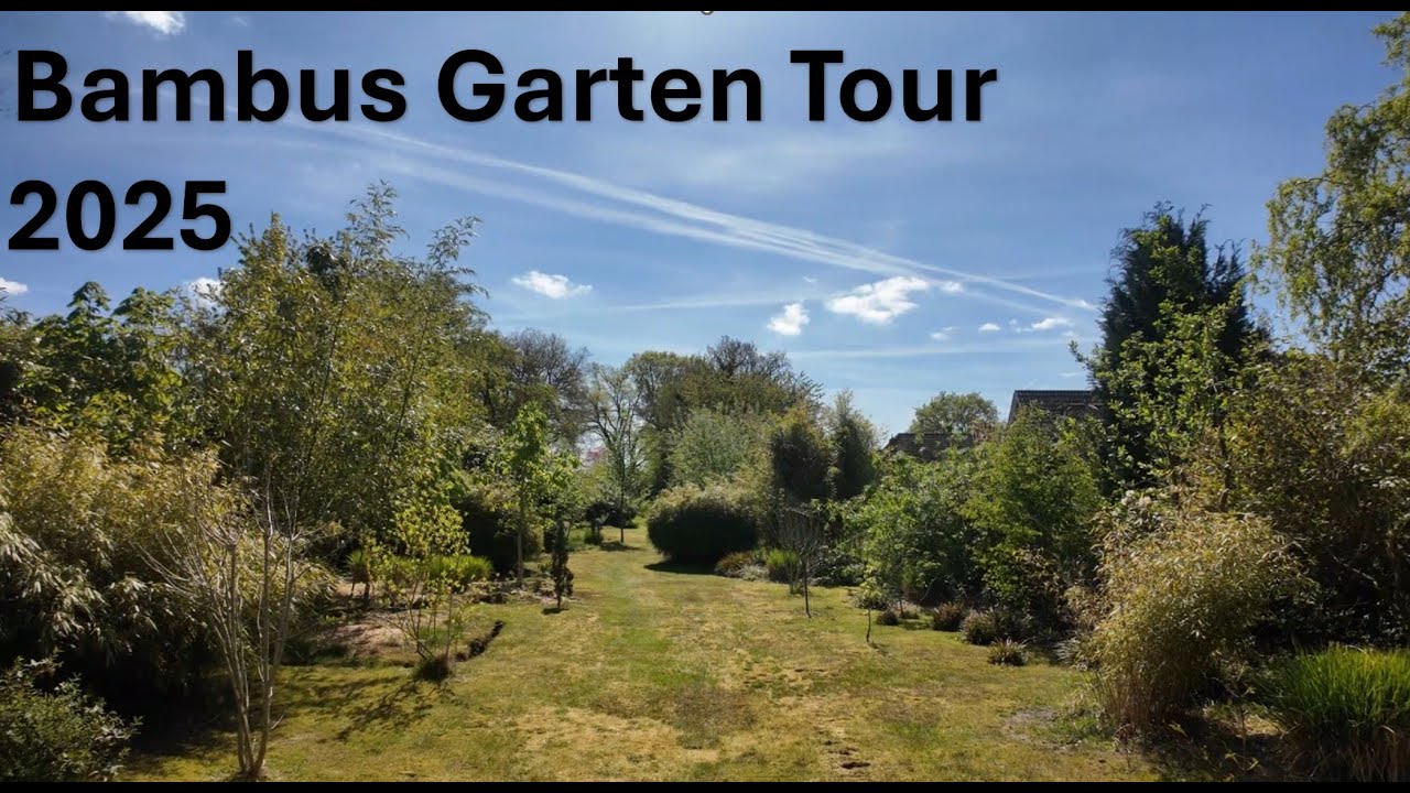 Garten Tour in meinem "Bambus" Garten, es gibt auch andere Pflanzen aber Gräser habe ich am meisten