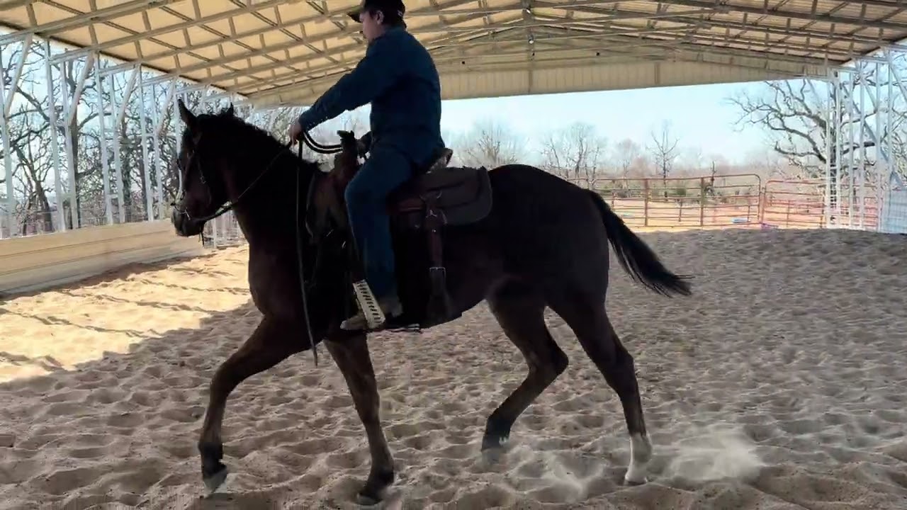 Stitch’s 1st time to just get on him and go no work or warm up. Working on stop 