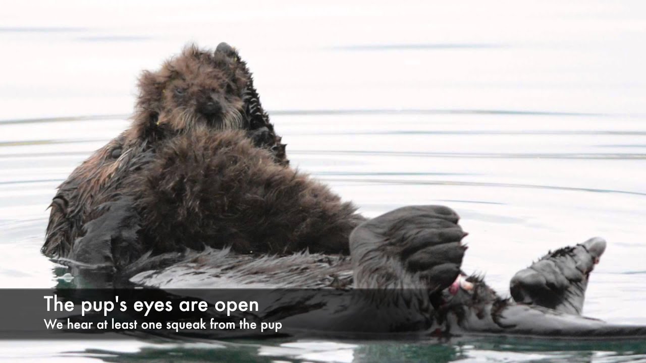 Minutes Old Newborn Sea Otter Pup
