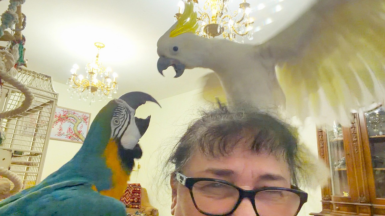 There was a serious parrot fight on my head. Произошла серьезная драка попугаев на моей голове.