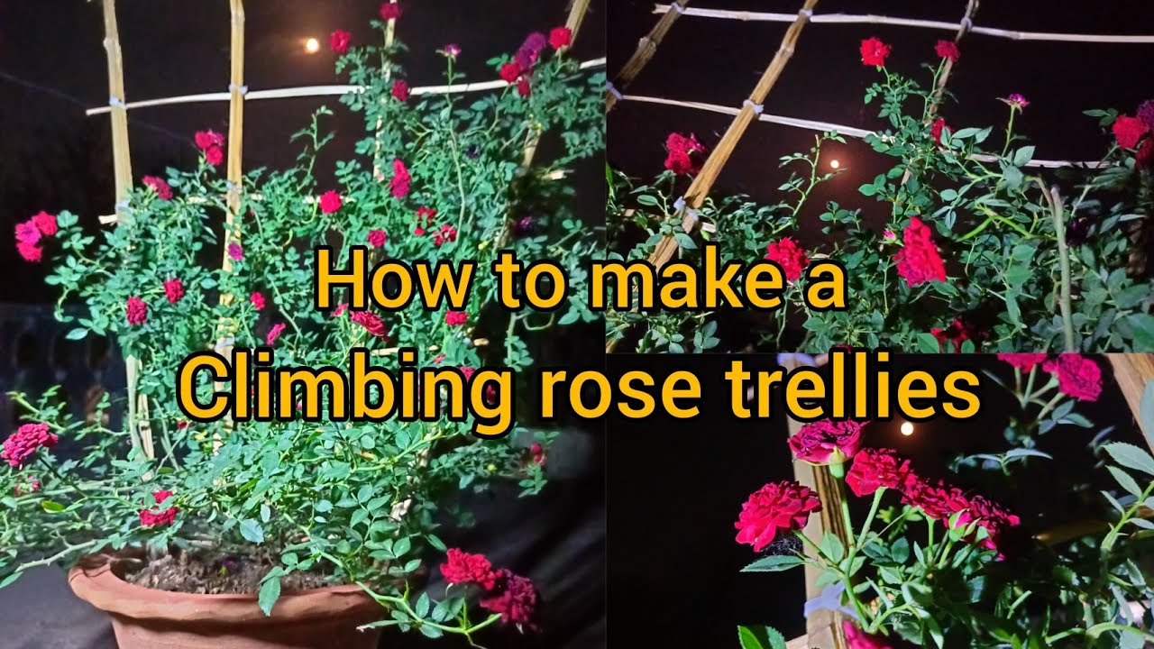 How to make a climbing rose trellies