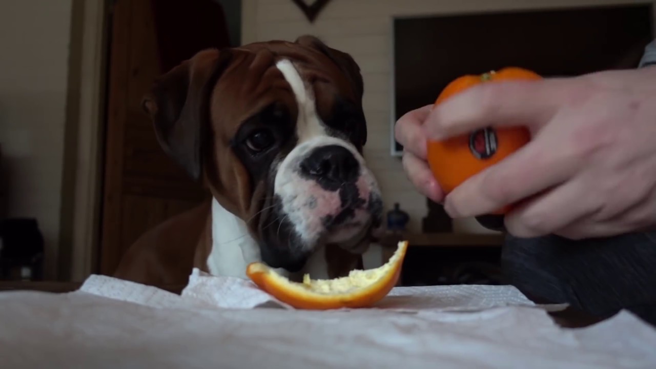 Cute And Obedient Boxer Dog Share Orange With Dad 🍊❤️ NO DROOLING!!!
