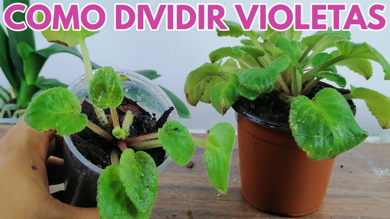 como dividir una violeta africana chuyito jardinero
