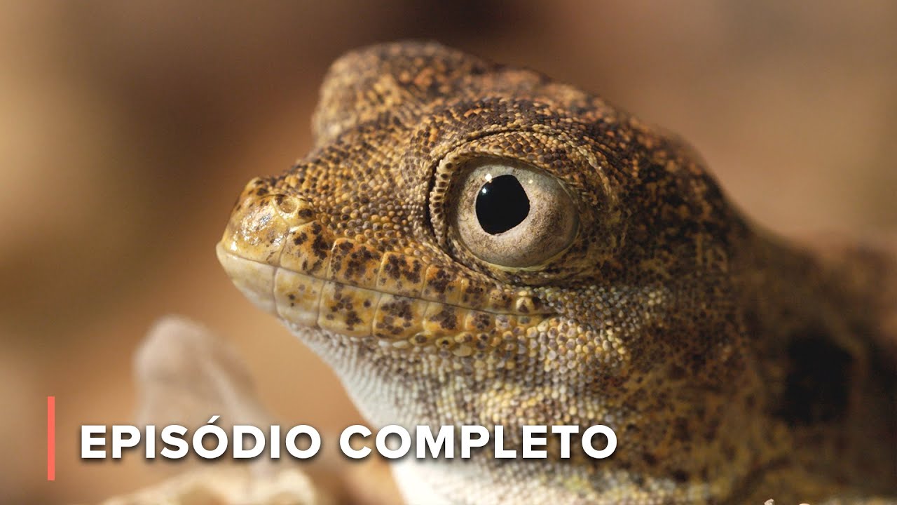 R&eacute;pteis: Vida a sangue frio | Inferno &Aacute;rabe 102