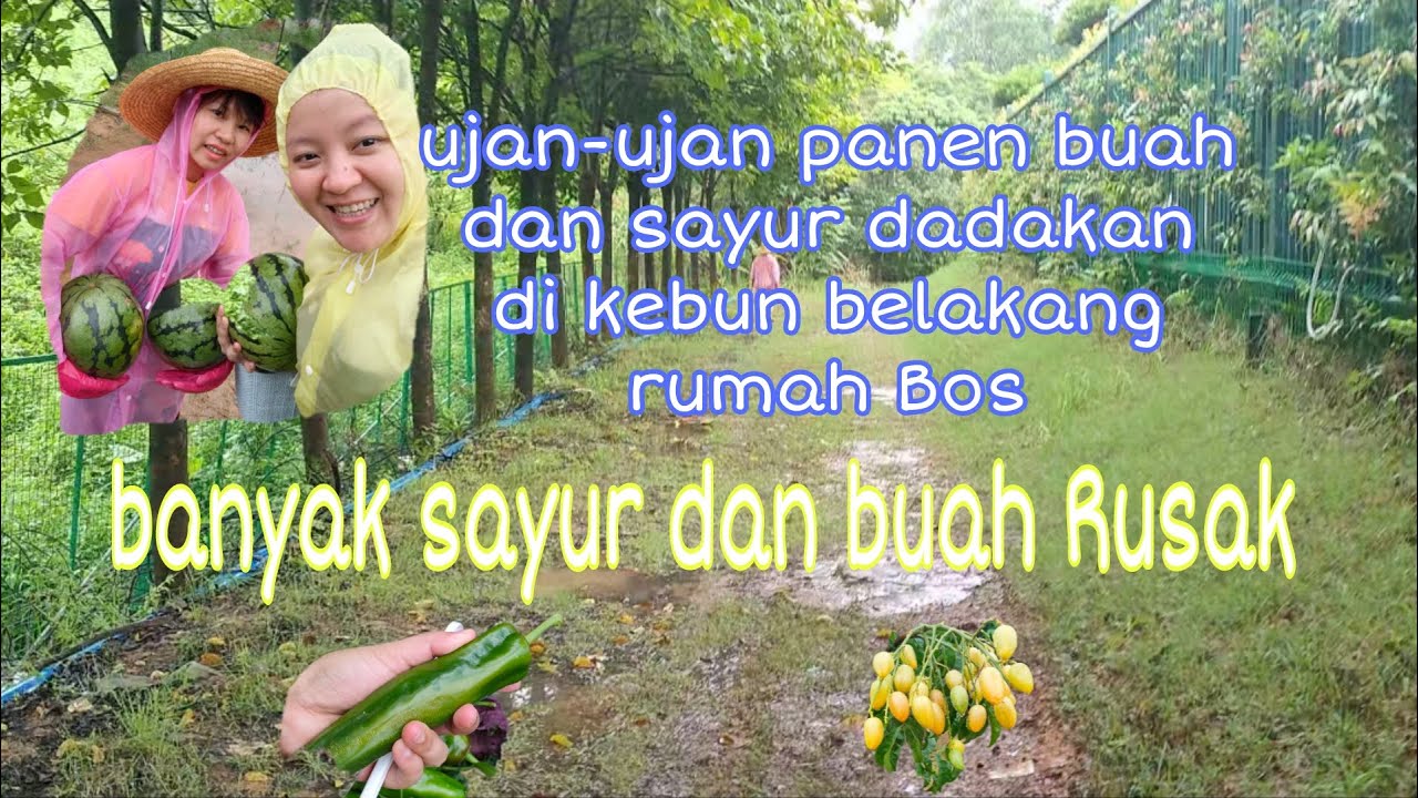 Buah dan sayur dikebun belakang rumah Bos banyak yang RUSAK 😖😖