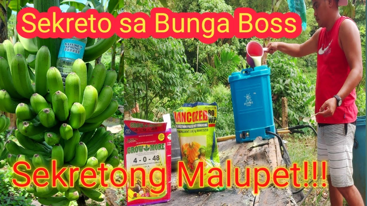 Tips Paano Palakihin ang Bunga ng saging kahit wala nang DAHON!