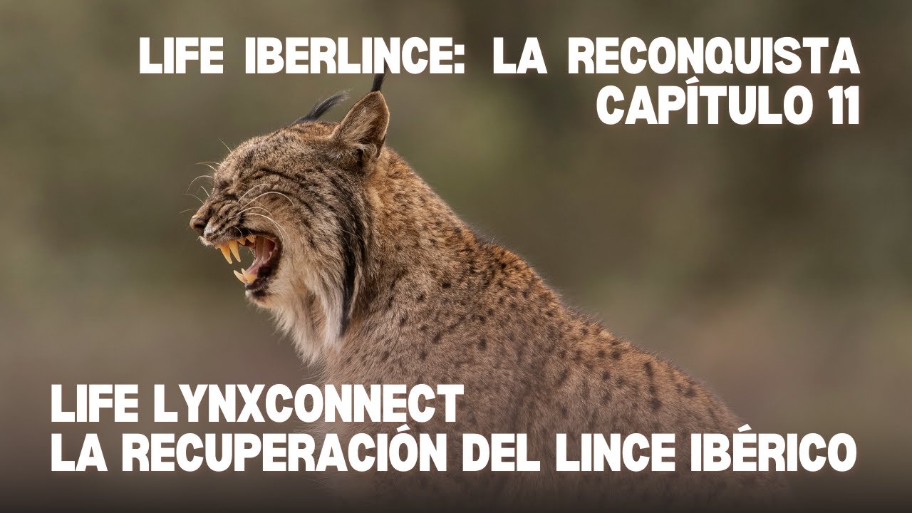 🐾✨ CAPÍTULO 11: LIFE IBERLINCE: LA RECONQUISTA ✨🐾🐱💫🌿