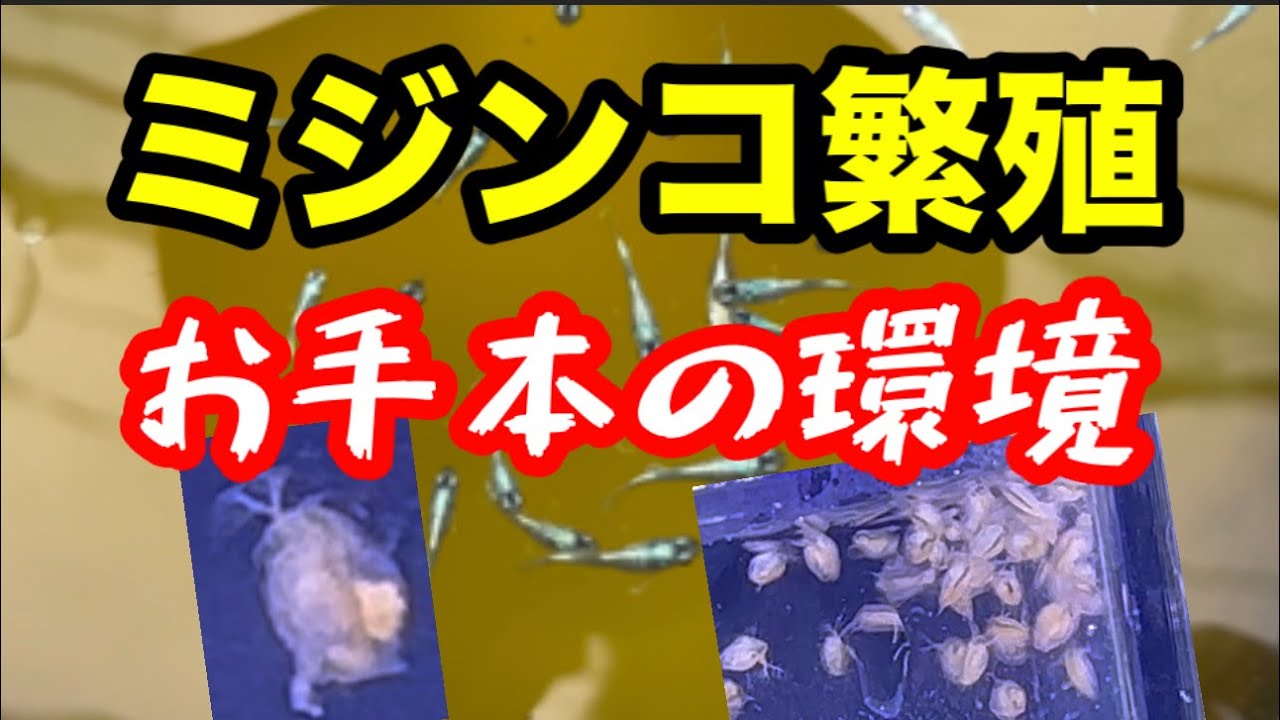 ミジンコ爆殖！完璧な環境になるとこうなります【メダカ】