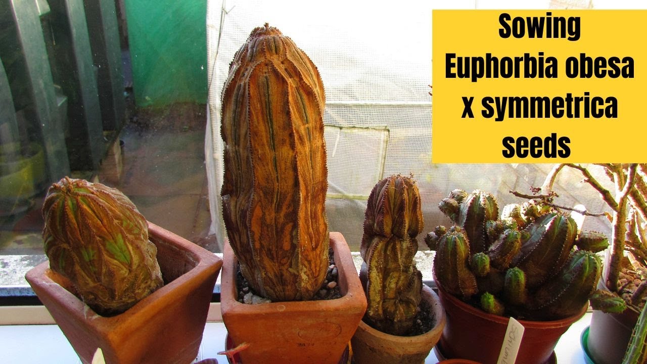 Sowing Euphorbia Obesa x Symmetrica Seeds & Euphorbia Seedlings Update #succulents #cactus