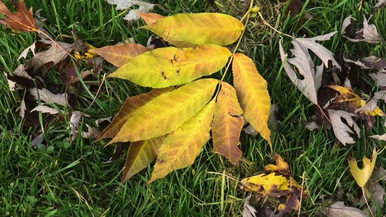 Arboretum late autumn 2024