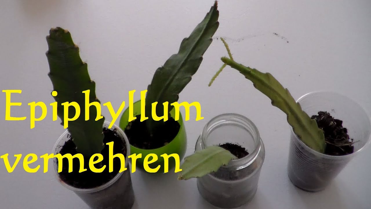 Kaktus Epiphyllum vermehren Ableger Steckling bewurzeln - Blattkaktus vermehren