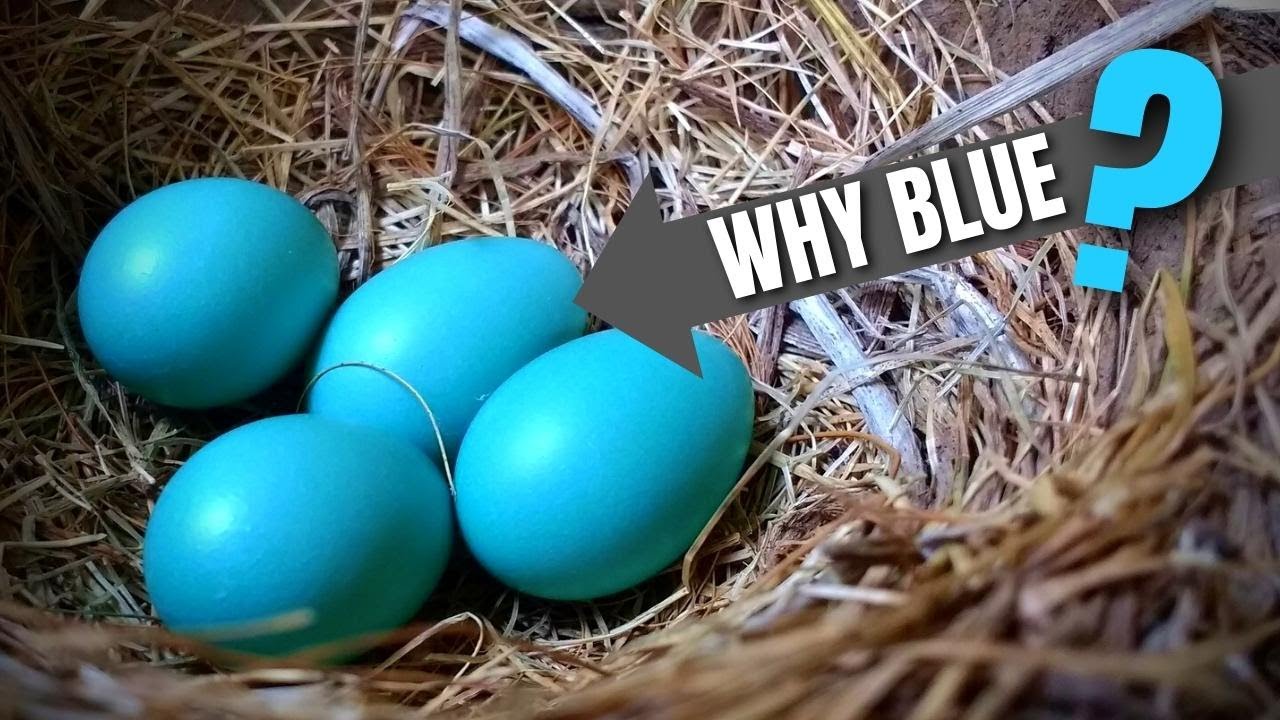 2 Reasons Why Robin Eggs Are Blue (American Robin)