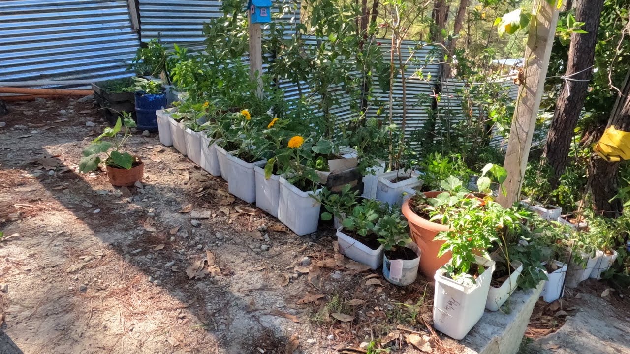 Trabajos en el Huerto en Macetas