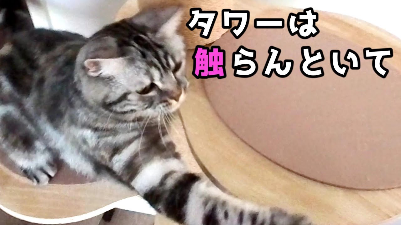 猫初心者、タワーを触って怒られた日
