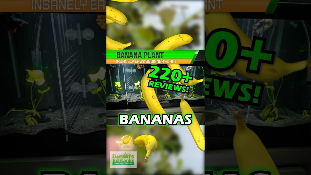 ALL CUSTOMER TANKS! BANANA PLANT- NYMPHOIDES AQUATICA- EASY BEGINNER PLANT For Sale!