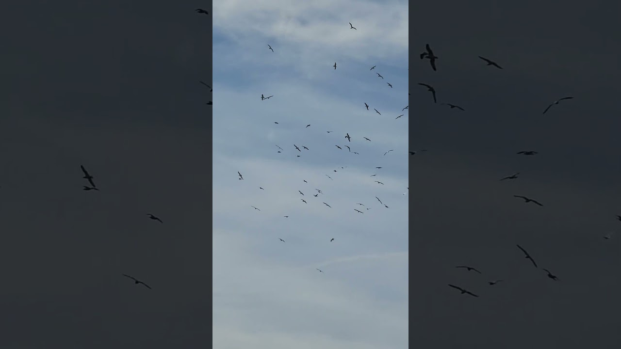 gaviota #fireworks #diwali #antique #christmas #nature #harley #automobile #birds #navidad #snow