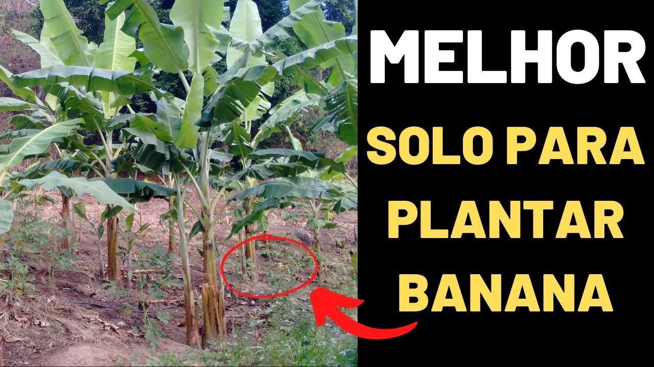 Qual  &eacute; o melhor solo para plantar banana