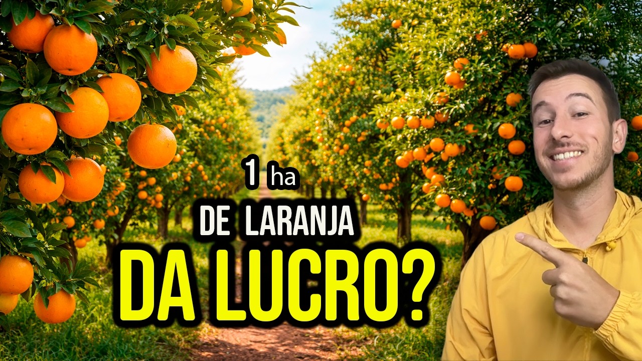 Custo e Lucro de 1 Hectare de Laranja? 🍊 Matemática Aplicada