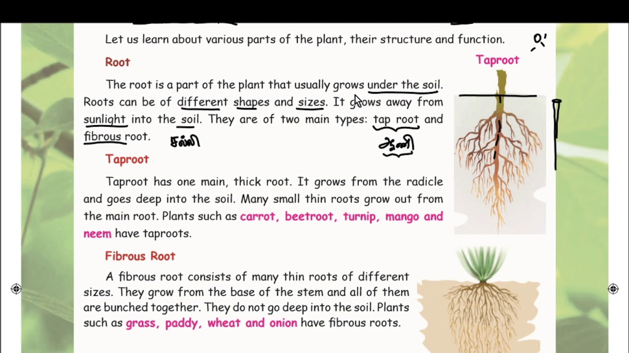 Samacheer Kalvi - Class 3 - EVS - Term 2 - Unit 3 - Plants - Part 1 - With Complete Answers