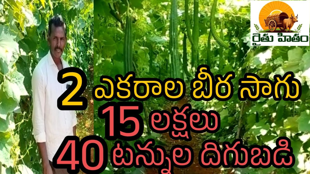 2 ఎకరాల బీర సాగు | 15 లక్షలు | 40 టన్నుల దిగుబడి | Ridge gourd farming | @Raithu Hitham