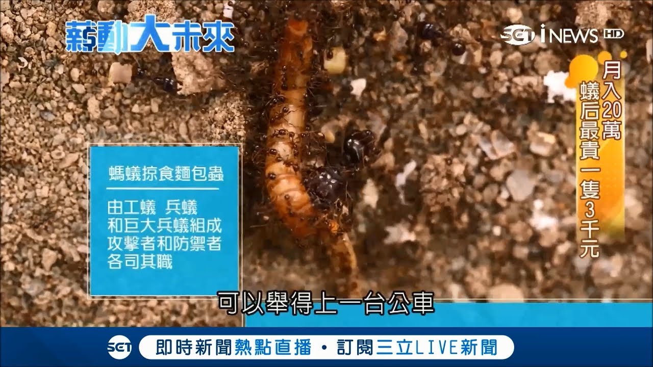 螞蟻當寵物能聞能摸還能吃！蟻后最貴一隻3千元│記者高秋萍│【薪動大未來】20171211│三立新聞台