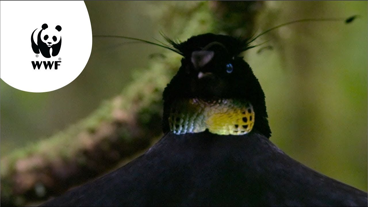 Our Planet - Birds of Paradise