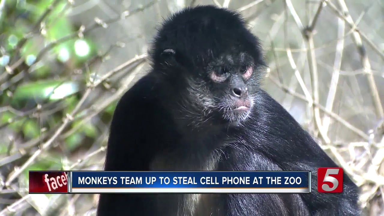 Monkey steals zookeeper's cell phone at Nashville Zoo exhibit