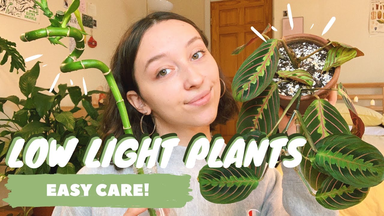 LOW LIGHT HOUSEPLANTS | best low light indoor plants