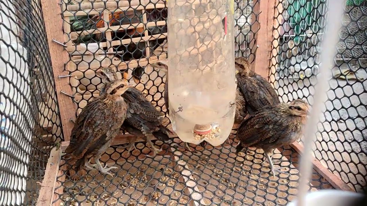 Yug me nyuam qaib qus li ca thiaj ciaj #ວິທີລ້ຽງໄກ່ນ້ອຍແນວໃດໄຫ້ລອດຢູ່ໄຮ່ຢູ່ນາ#chicken #red 
