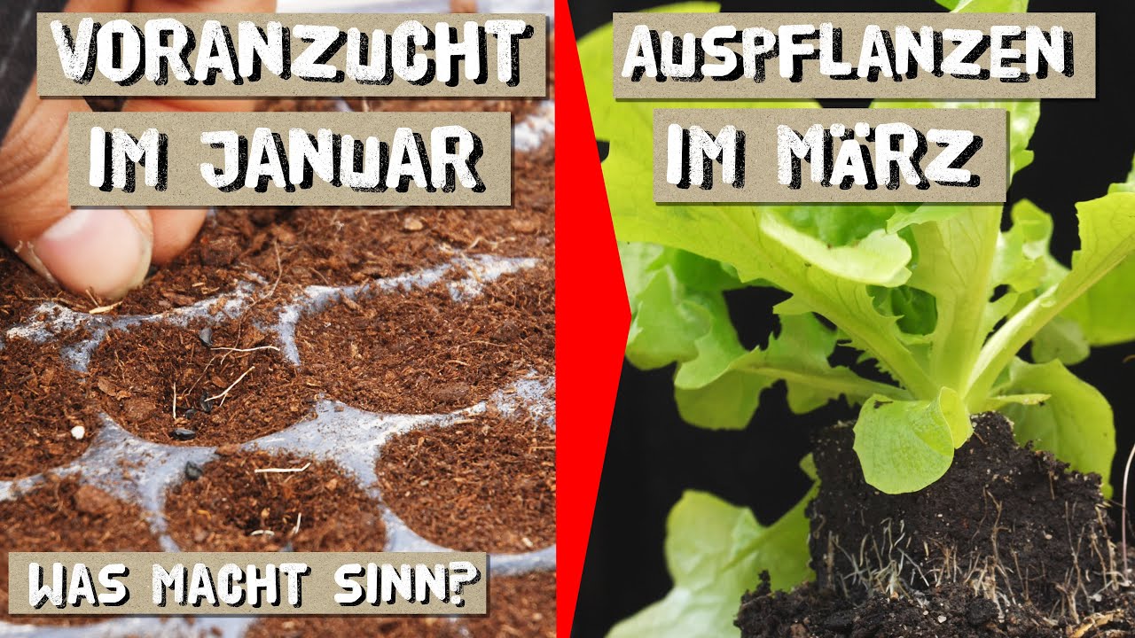 Im Januar vorziehen - im März ins Freiland pflanzen - mit diesen Pflanzen geht das.